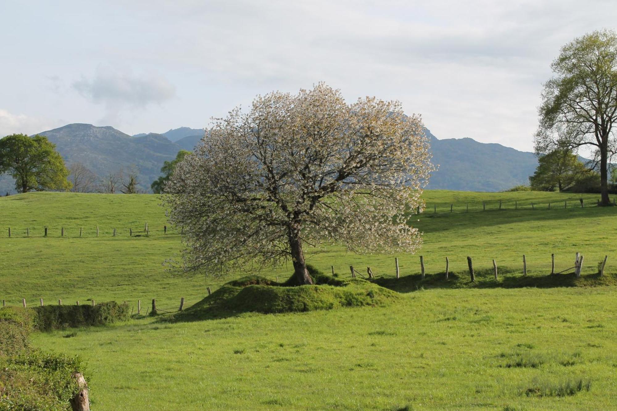 Casa De Aldea Monga 9 En Nava, Asturias Villa Bagian luar foto
